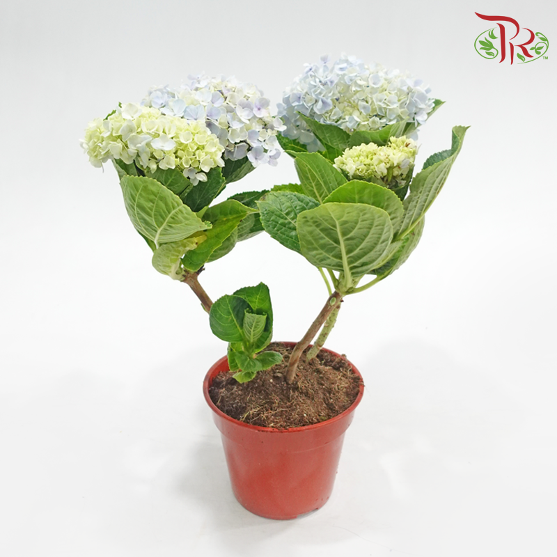 Hydrangea《绣球花》（Random Choose Color)
