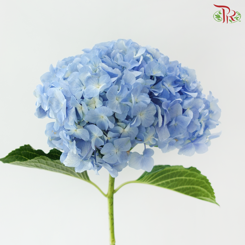 Hydrangea - Han Blue (Per Stem)  *Capitulum Measurement 14-16cm*