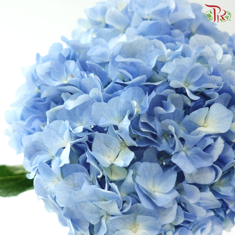 Hydrangea - Han Blue (Per Stem)  *Capitulum Measurement 14-16cm*