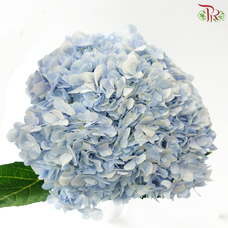 Hydrangea - Light Blue (Per Stem)