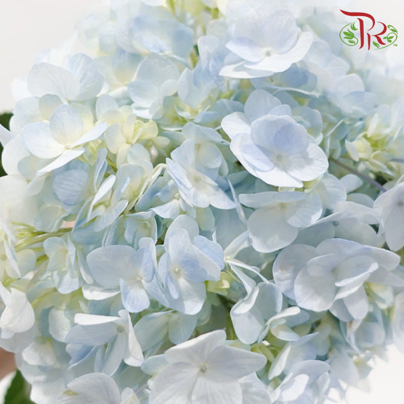 Hydrangea - Light Blue (Per Stem)