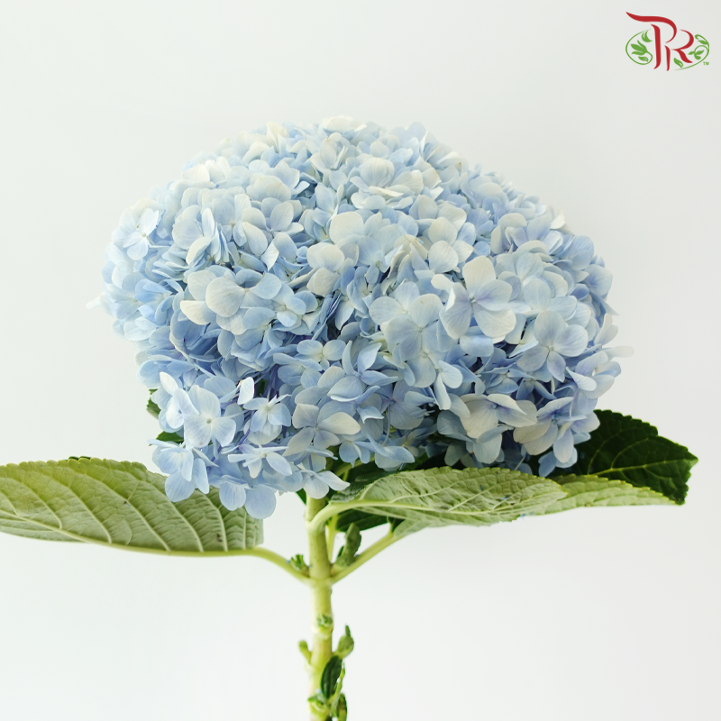 Hydrangea - Light Blue (Per Stem)