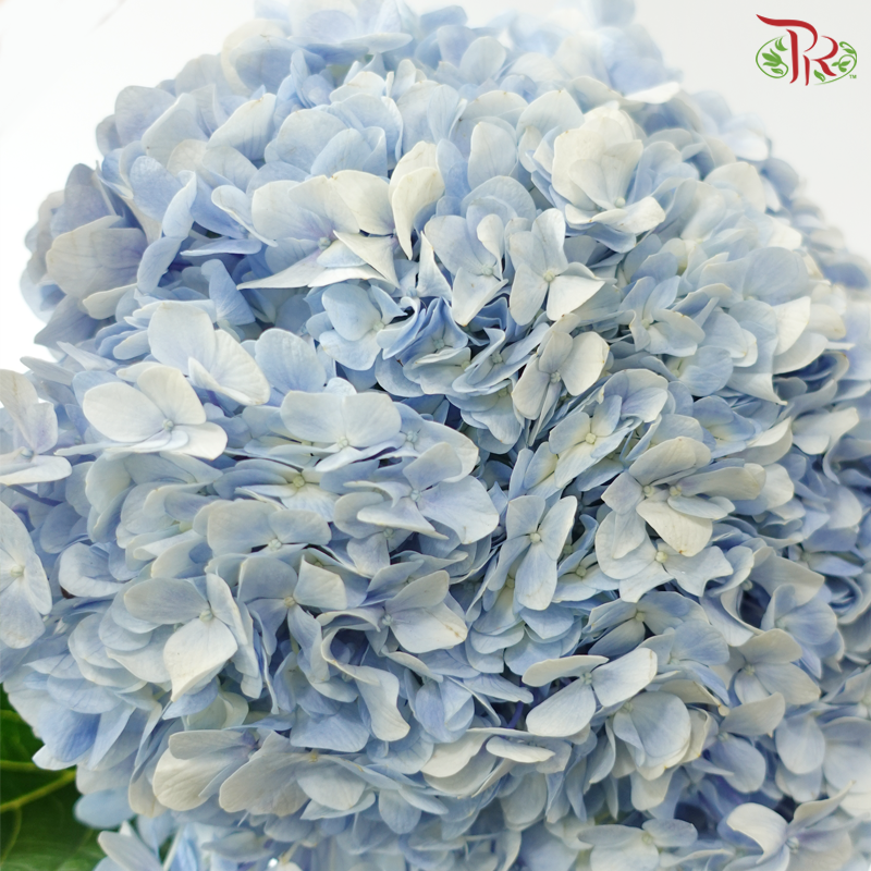 Hydrangea - Light Blue (Per Stem)