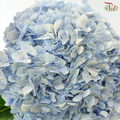 Hydrangea - Light Blue (Per Stem)