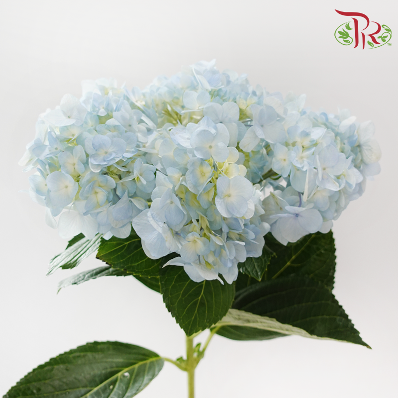 Hydrangea - Light Blue (Per Stem)