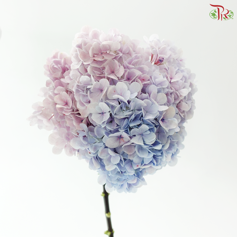 Hydrangea - Lilac (Per Stem)