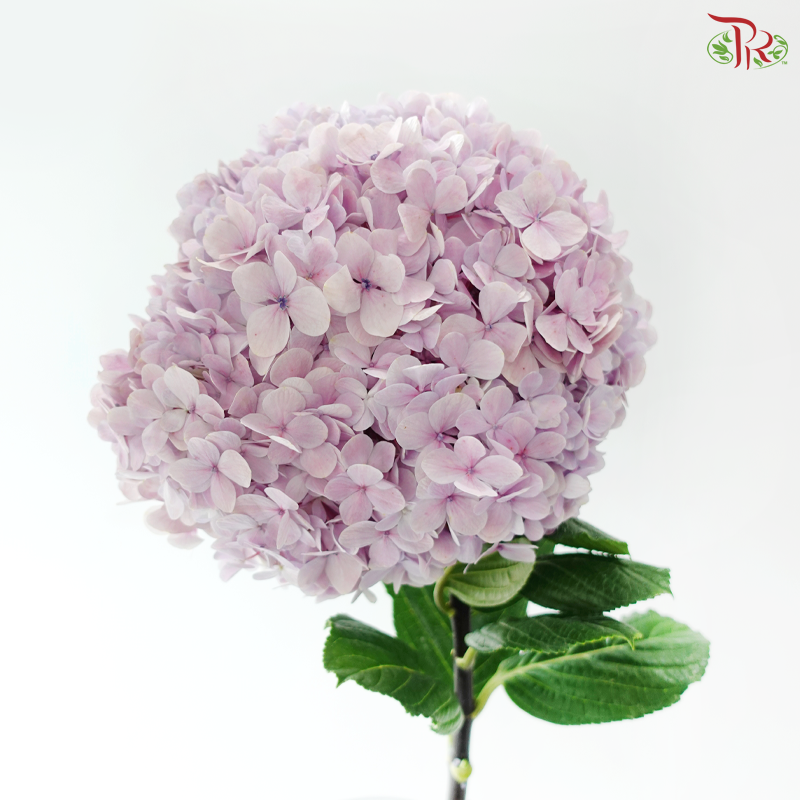 Hydrangea - Lilac (Per Stem)