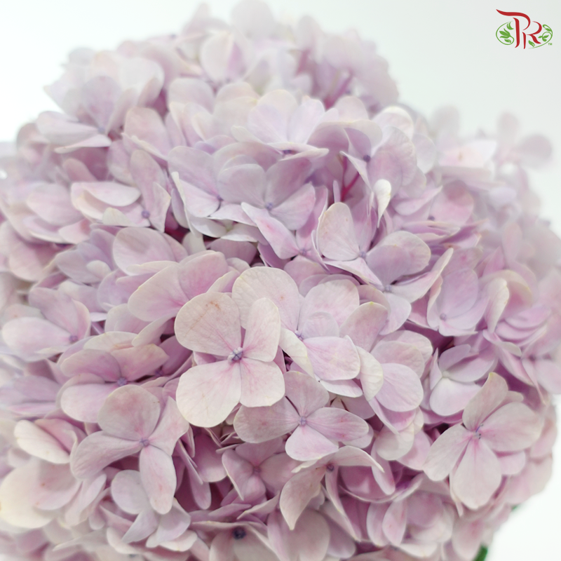 Hydrangea - Lilac (Per Stem)