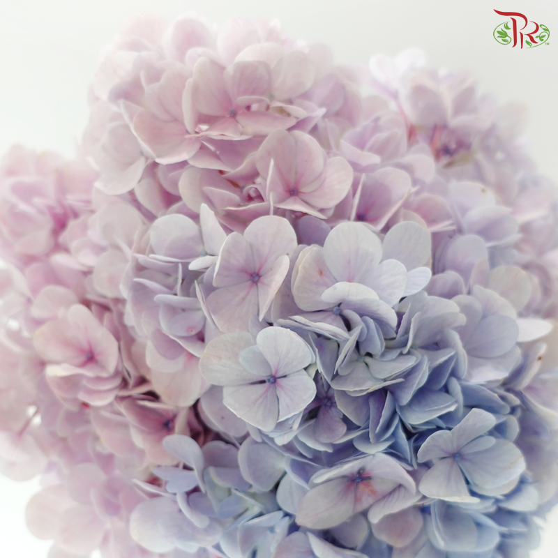 Hydrangea - Lilac (Per Stem)