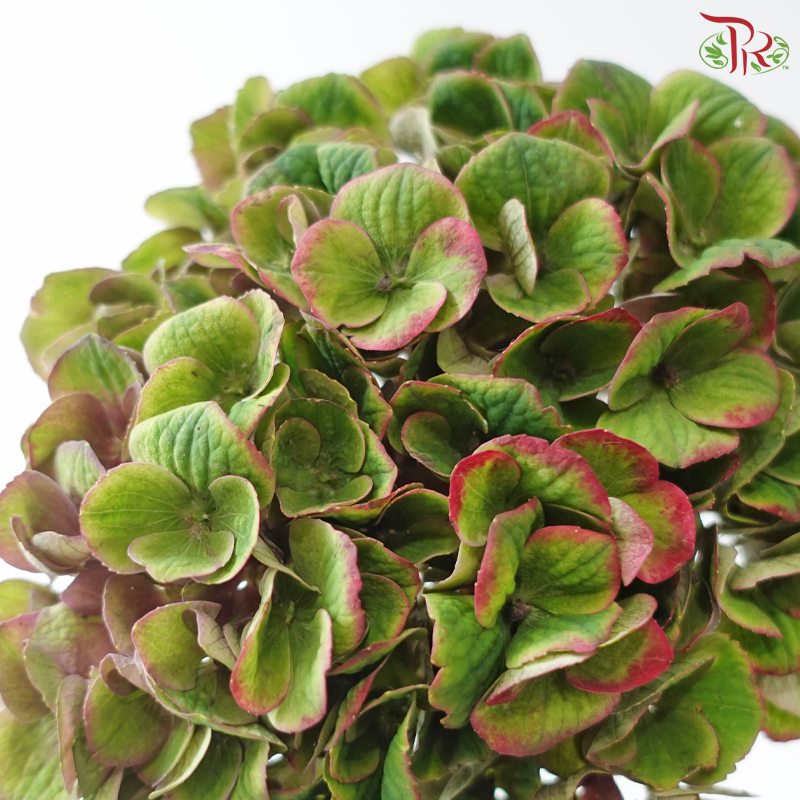 Hydrangea - Magical Charlotte (Per Stem)