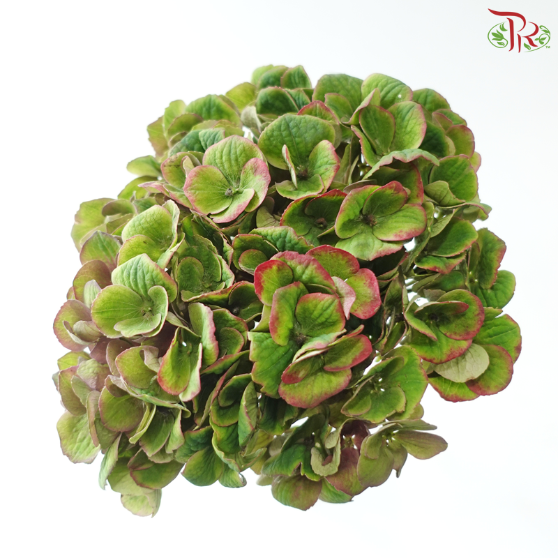Hydrangea - Magical Charlotte (Per Stem)