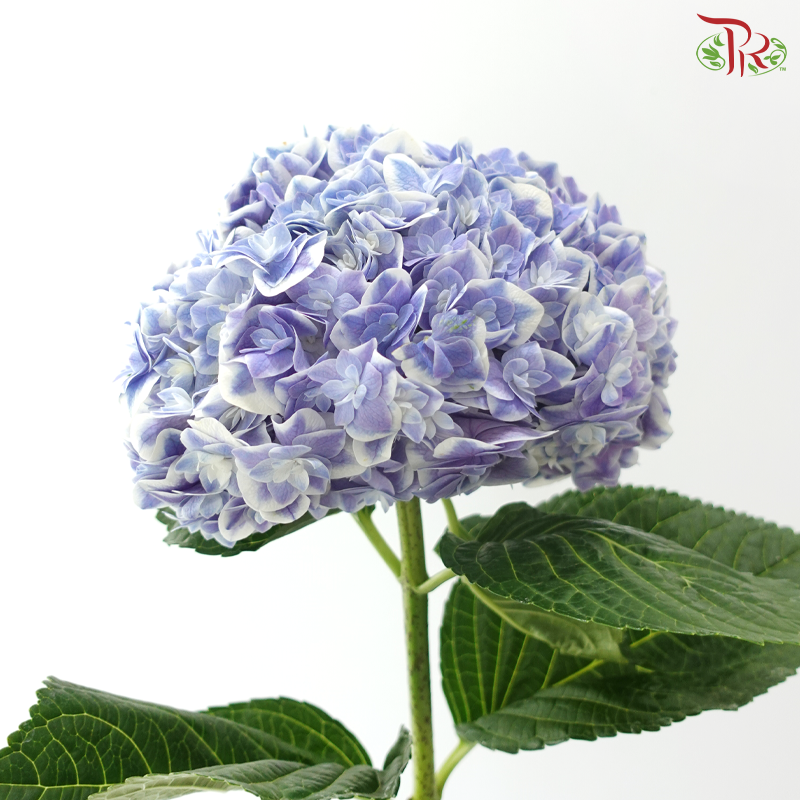Hydrangea - Bluish Purple With Outline (Per Stem)
