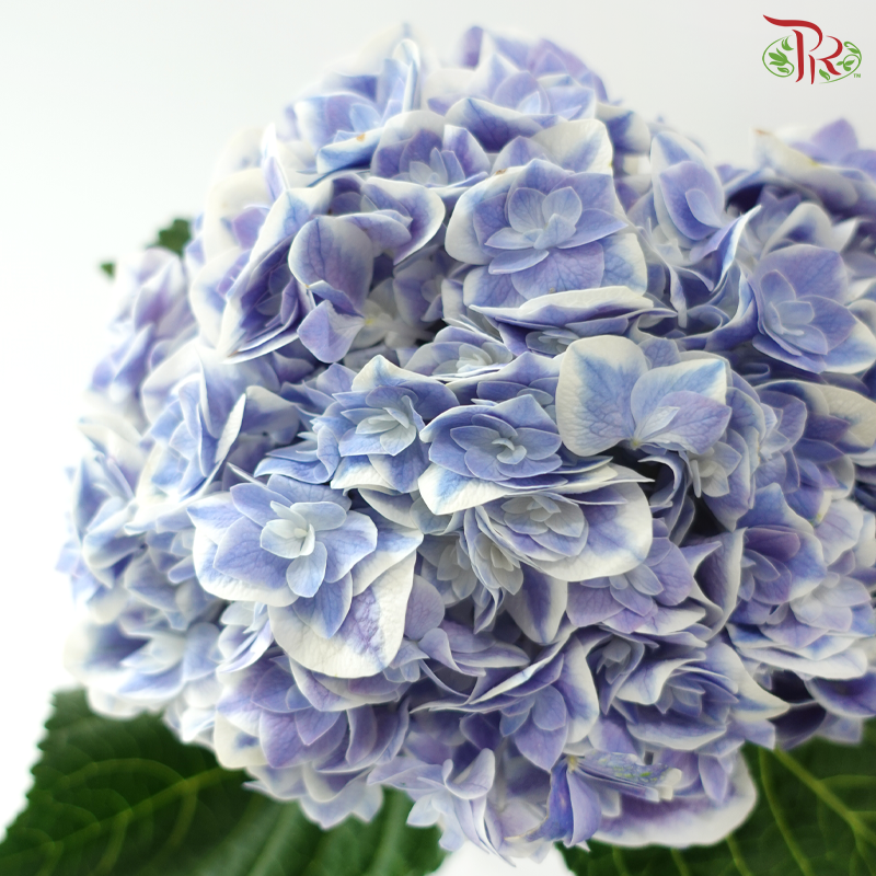 Hydrangea - Bluish Purple With Outline (Per Stem)