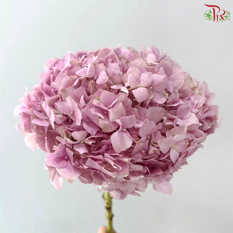 Hydrangea - Imperial Aura Lilac (Per Stem)