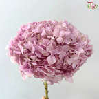 Hydrangea - Imperial Aura Lilac (Per Stem)