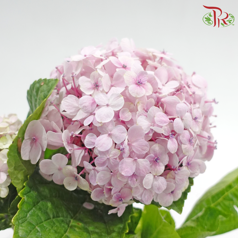 Hydrangea《绣球花》（Random Choose Color)