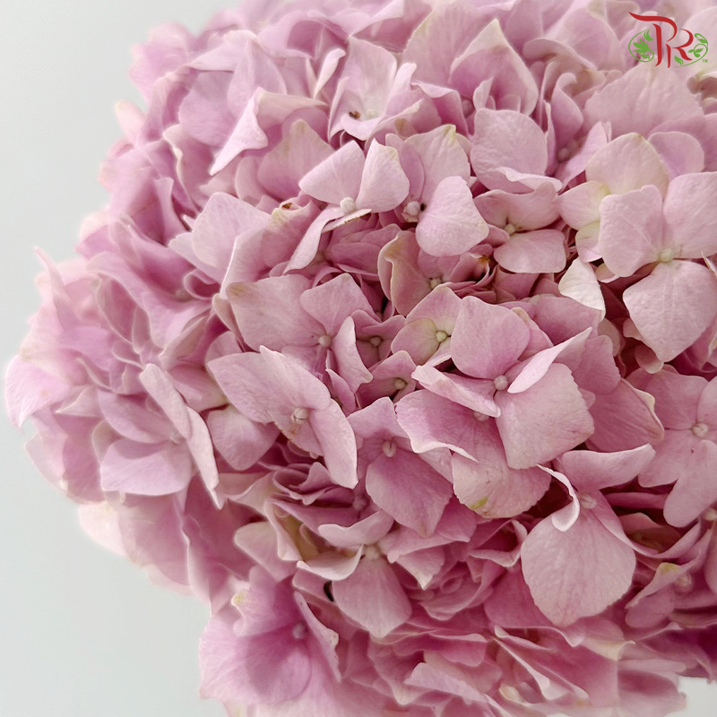 Hydrangea - Imperial Aura Lilac (Per Stem)