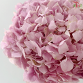 Hydrangea - Imperial Aura Lilac (Per Stem)