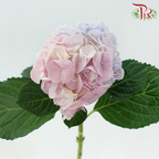 Hydrangea - Bicolour Pink & Purple (Per Stem)