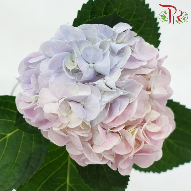 Hydrangea - Bicolour Pink & Purple (Per Stem)