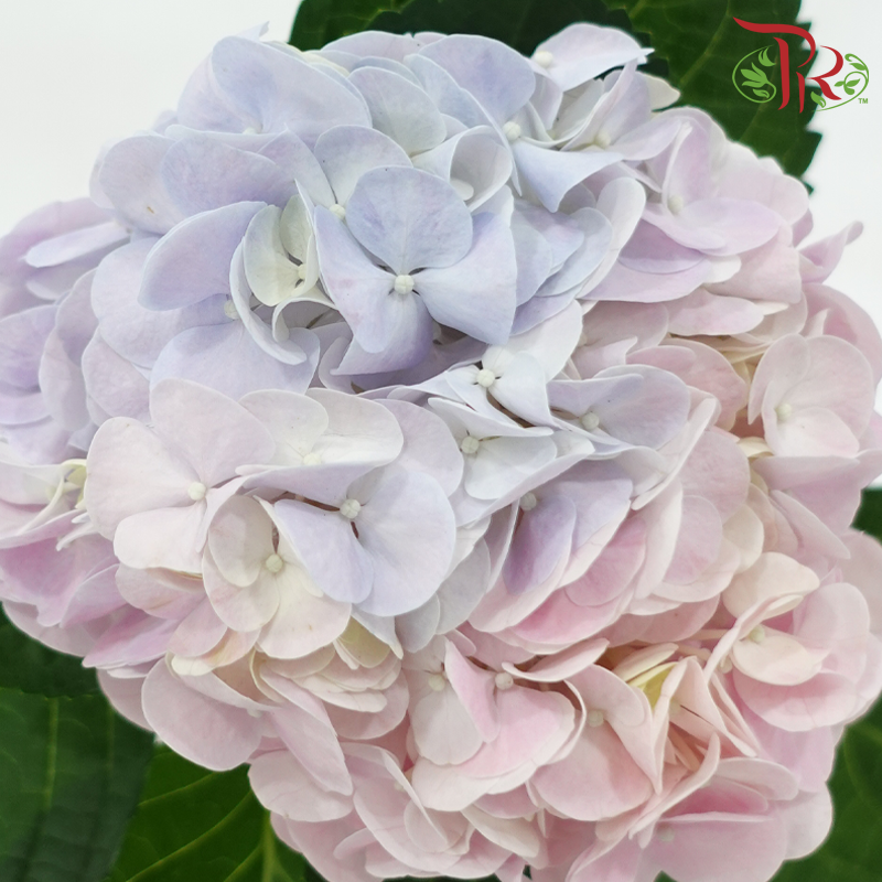 Hydrangea - Bicolour Pink & Purple (Per Stem)