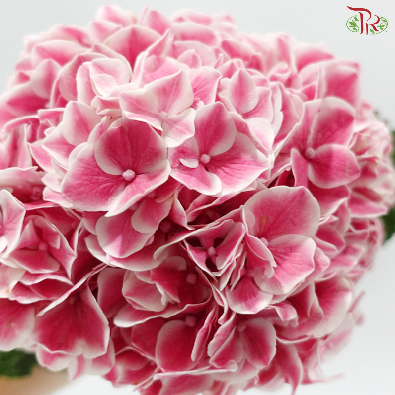 Hydrangea - Pink With Outline (Per Stem)