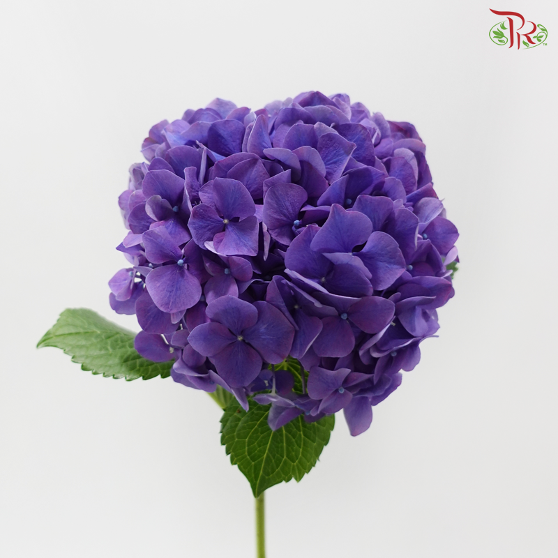 Hydrangea - Indigo Purple  (Per Stem)