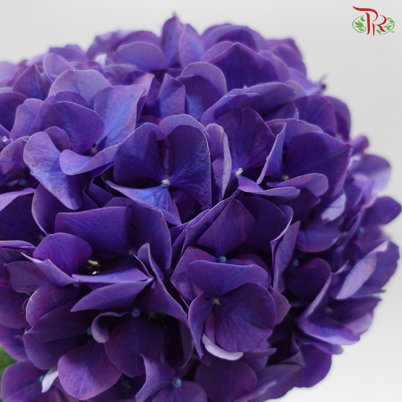 Hydrangea - Indigo Purple  (Per Stem)