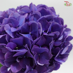 Hydrangea - Indigo Purple  (Per Stem)