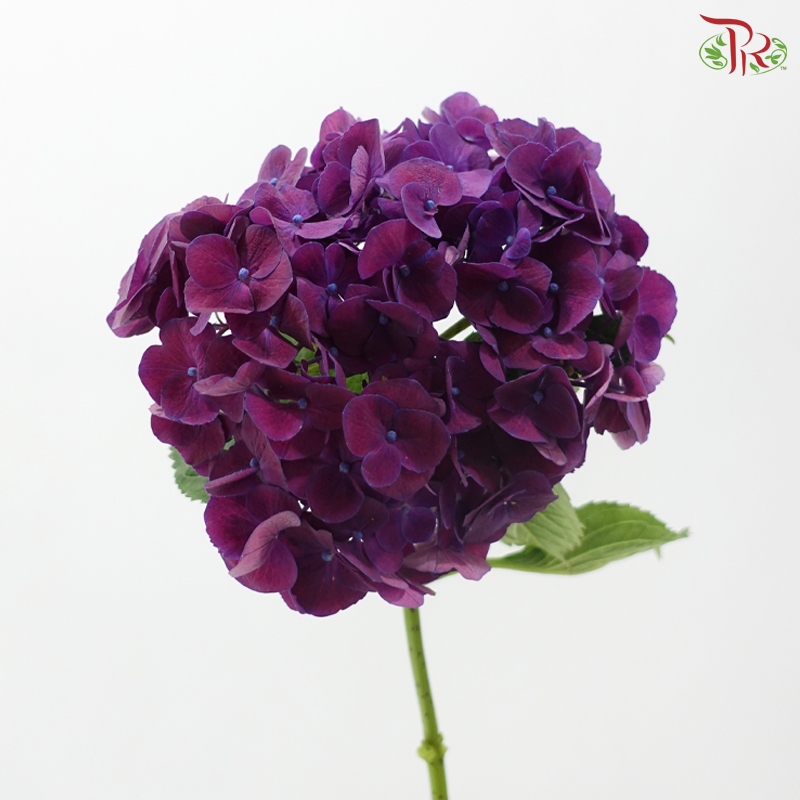 Hydrangea - Mon Amour Purple (Per Stem)