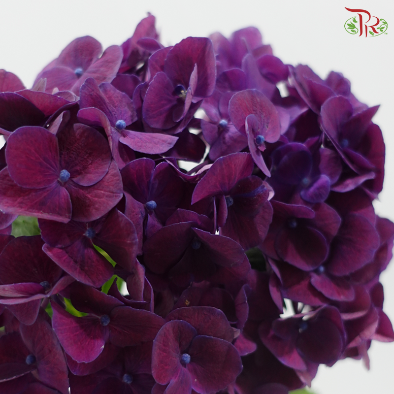 Hydrangea - Mon Amour Purple (Per Stem)