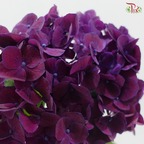 Hydrangea - Mon Amour Purple (Per Stem)