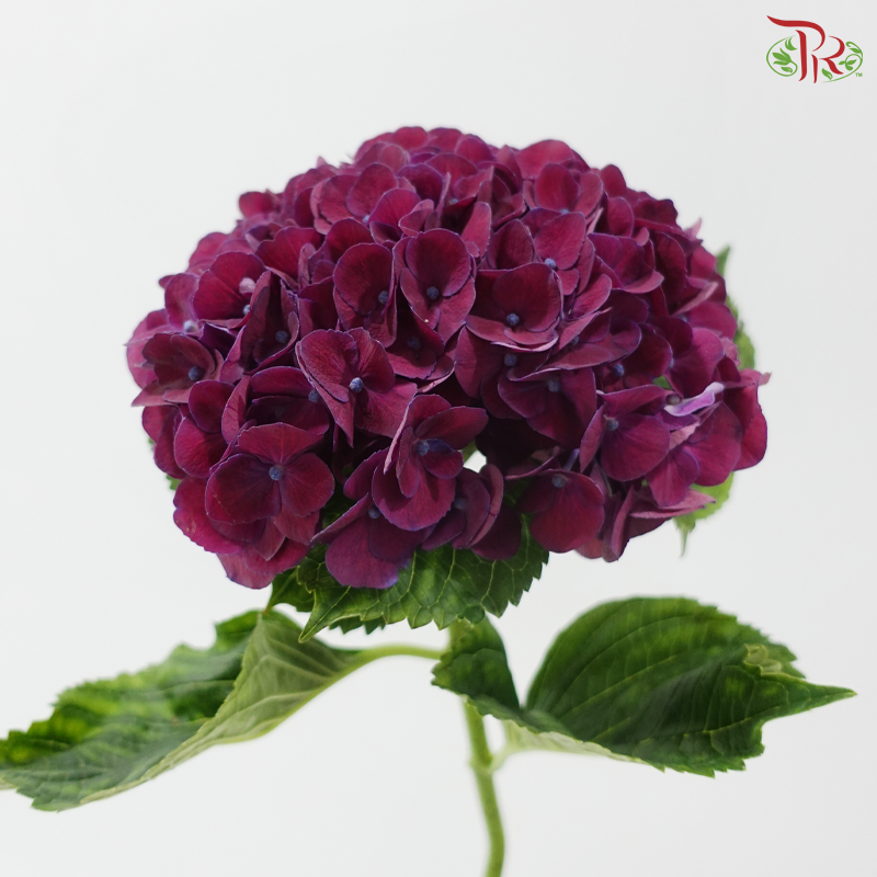 Hydrangea - Mon Amour Purple (Per Stem)