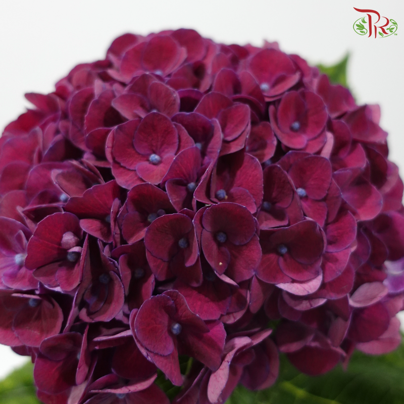 Hydrangea - Mon Amour Purple (Per Stem)