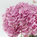 Hydrangea - Raisin Purplish Pink (Per Stem) *Capitulum Measurement 14-16cm*
