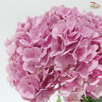 Hydrangea - Raisin Purplish Pink (Per Stem) *Capitulum Measurement 14-16cm*