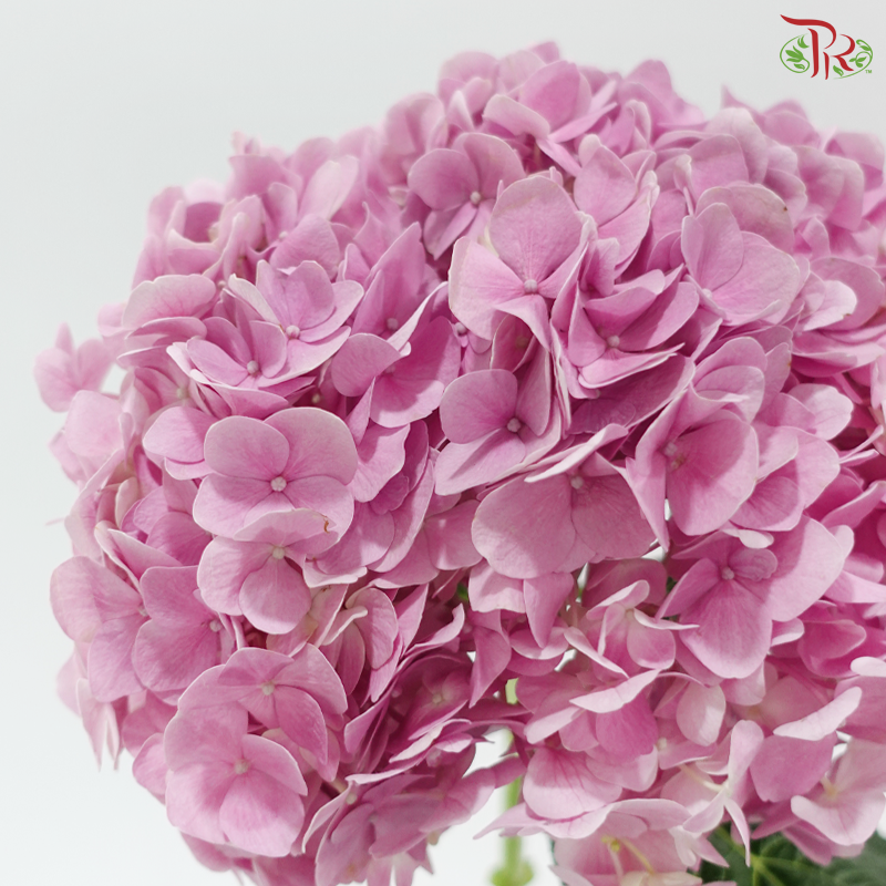 Hydrangea - Raisin Purplish Pink (Per Stem) *Capitulum Measurement 14-16cm*