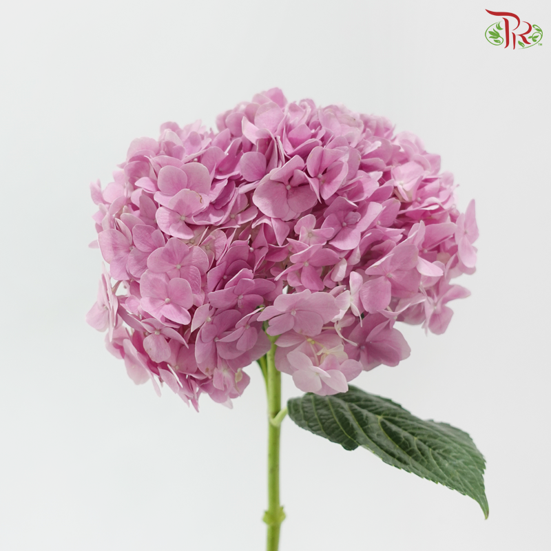 Hydrangea - Raisin Purplish Pink (Per Stem) *Capitulum Measurement 14-16cm*