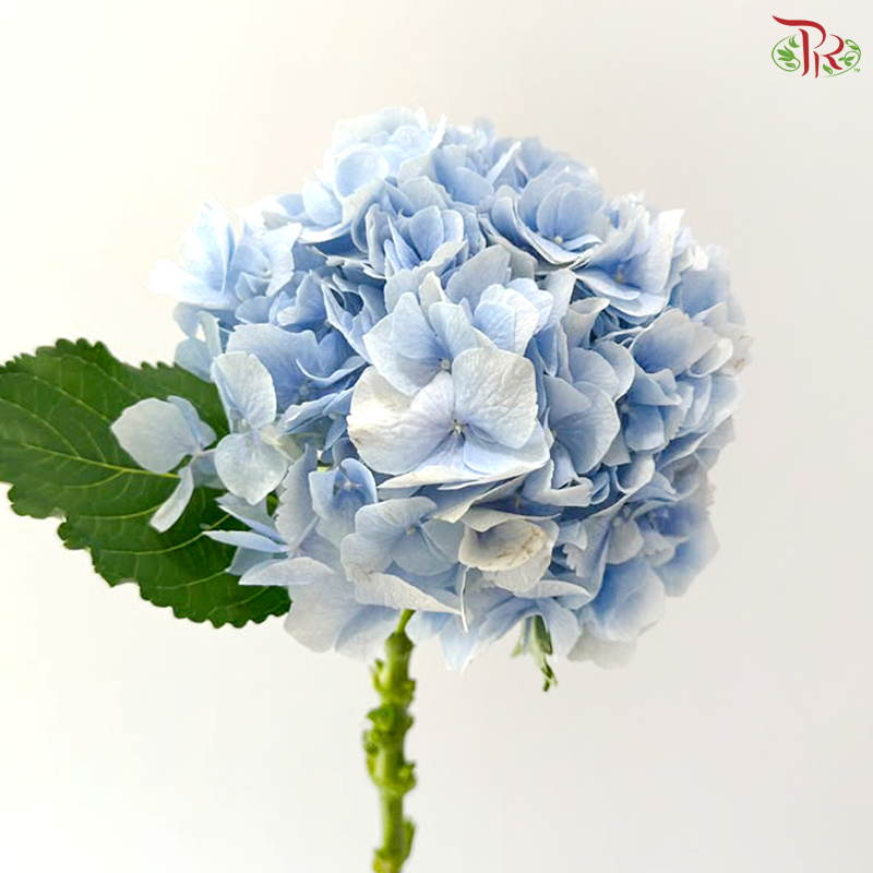 Hydrangea - Soft Cloud Blue (Per Stem)