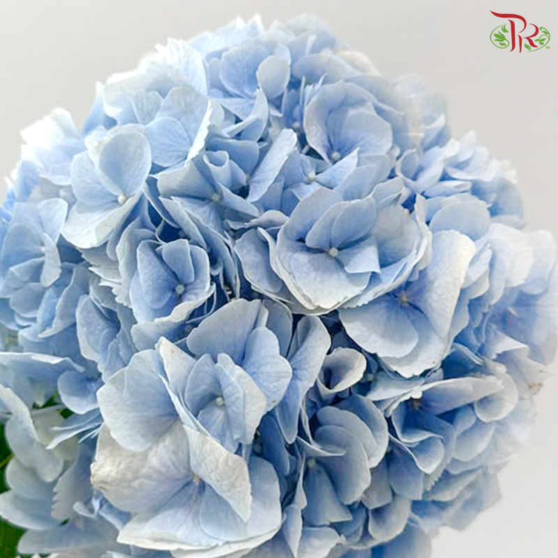 Hydrangea - Soft Cloud Blue (Per Stem)