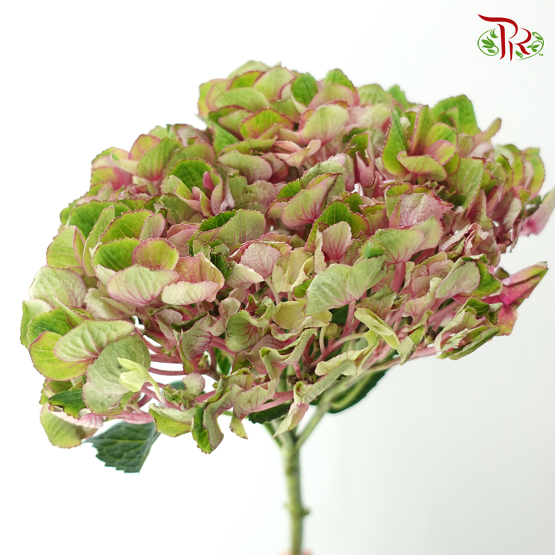 Hydrangea - Magical Charlotte (Per Stem)