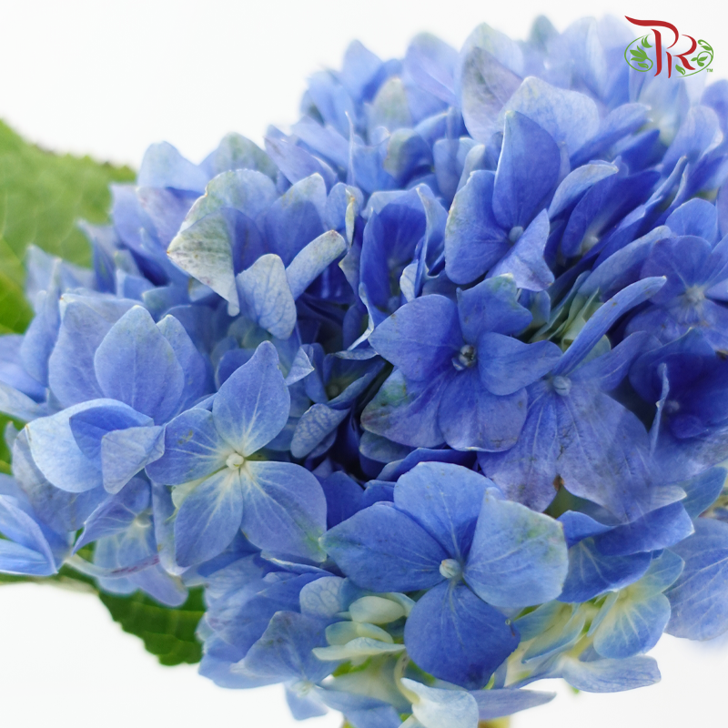 Hydrangea Tufts Blue - (Per Stem)