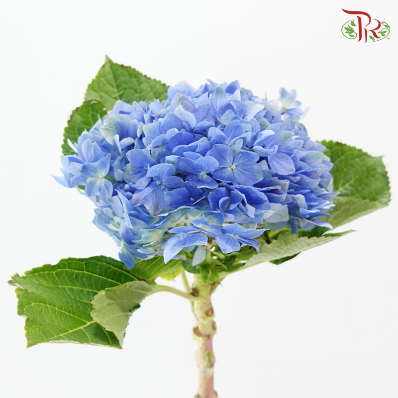 Hydrangea Tufts Blue - (Per Stem)