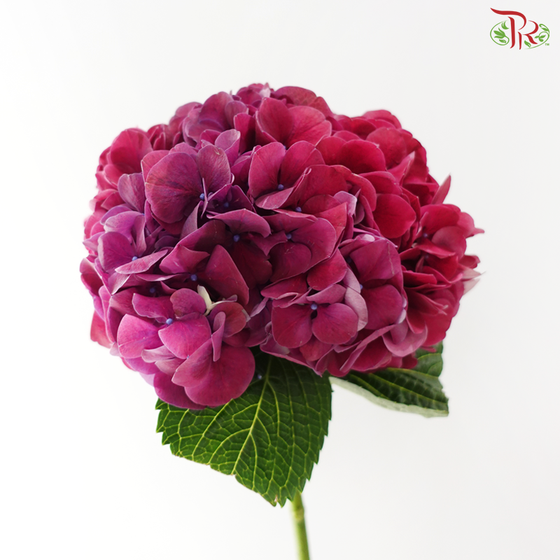 Hydrangea - Magic Purple (Per Stem)