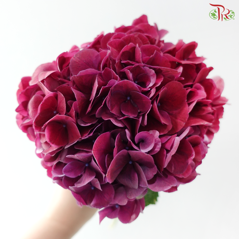 Hydrangea - Magic Purple (Per Stem)