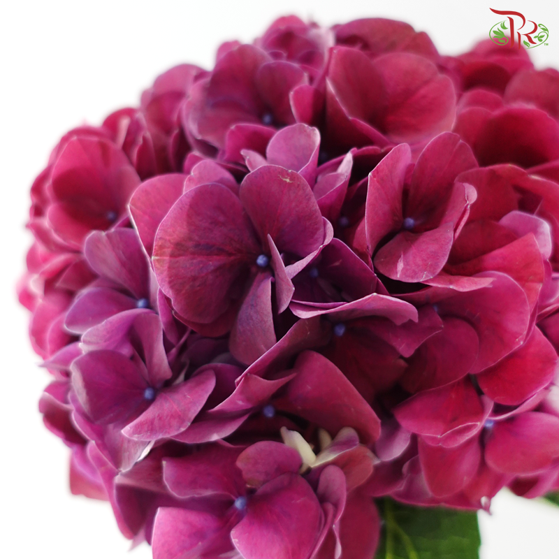 Hydrangea - Magic Purple (Per Stem)