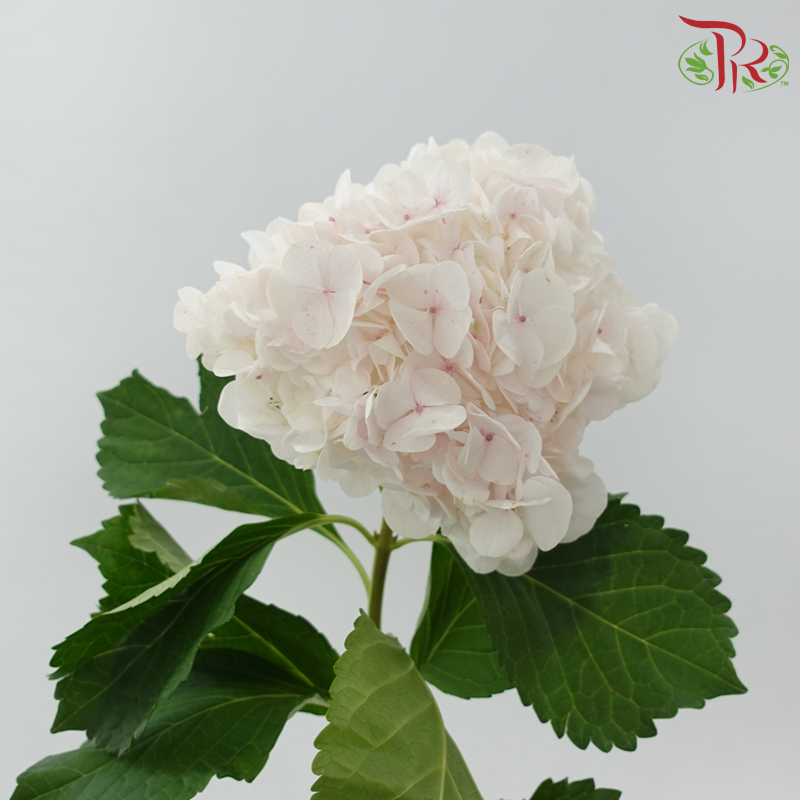 Hydrangea - Pinkish White (Per Stem)