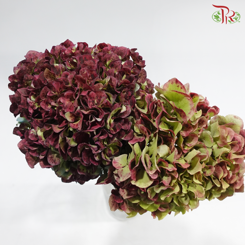 Hydrangea - Bicolour Cherry Pink & Green (Per Stem)