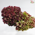 Hydrangea - Bicolour Cherry Pink & Green (Per Stem)