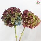 Hydrangea - Bicolour Cherry Pink & Green (Per Stem)